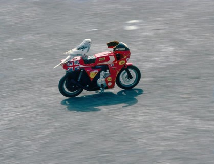 Budgie rides motorcycle