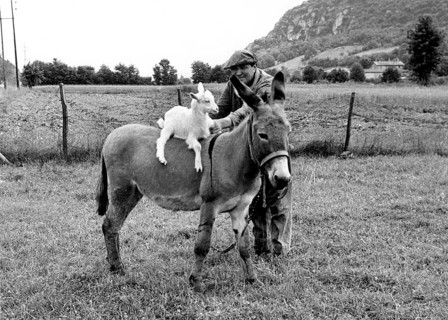 Goat rides on a donkey