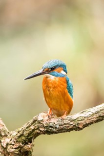Common kingfisher (Alcedo atthis) sits on branch