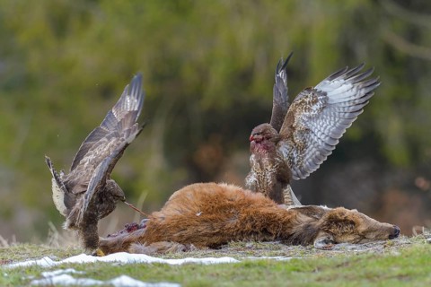 Steppe buzzards (Buteo buteo) on carcass of a young red deer