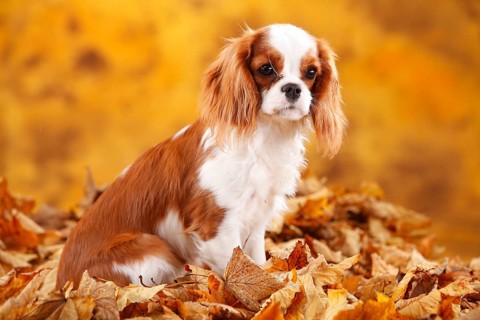 Cavalier King Charles Spaniel