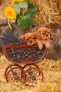 Cavalier King Charles Spaniel