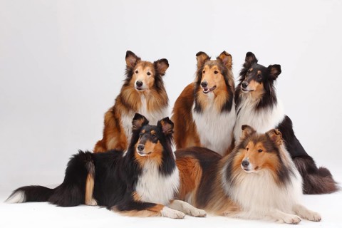 Longhair collies