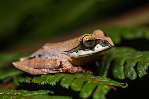 Tree climbing frog species (Boophis reticulatus) sits on leaf