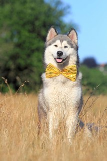 Siberian Husky Malamute half breed