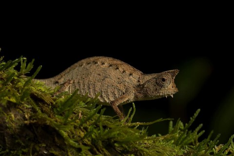 Earth chameleon (Brookesia superciliaris) on moss