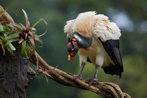 King Vulture (Sarcoramphus papa) on a branch at Laguna del Lagarta
