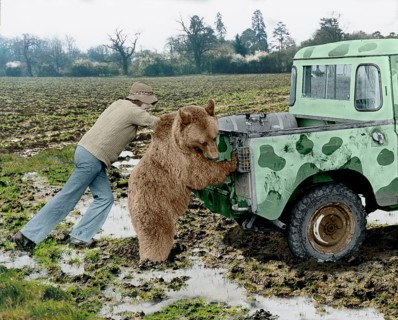 Bear pushes a car with two men