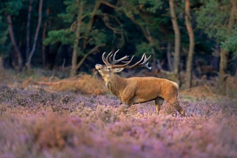 Red deer (Cervus elaphus) between Heathers (Calluna vulgaris) at the edge of the forest