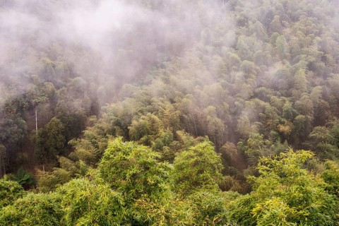 Bamboo forest in the fog