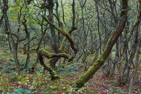 Forest with crooked Oaks (Quercus)