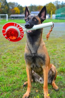 Police dog