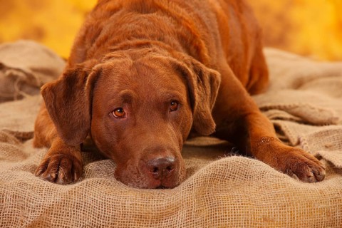 Chesapeake Bay Retriever