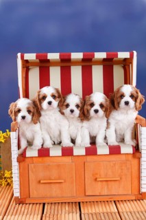 Cavalier King Charles Spaniel