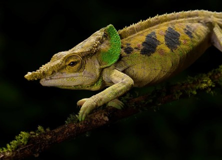 Malthe's chameleon (Calumma malthe)