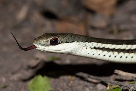 Lateral Water Snake (Thamnosophis lateralis)