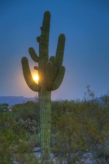 Saguaro (Carnegiea gigantea) with full moon