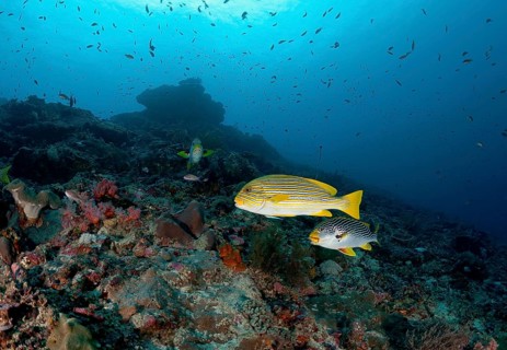Ribboned sweetlip (Plectorhinchus polytaenia) and Yellow-striped Sweet Lips (Plectorhinchus lineatus)