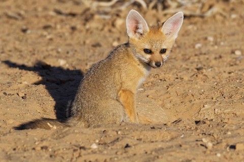 Cape fox (Vulpes chama)