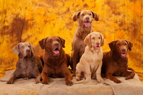 Chesapeake Bay Retriever