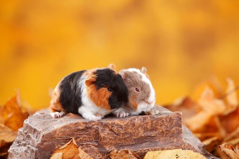 CH-Teddy guinea pigs