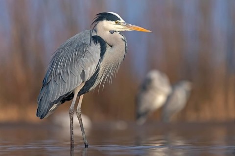 Grey heron or (Ardea cinerea) in splendor dress