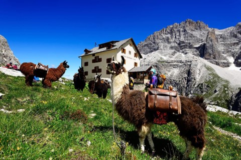 Llamas with panniers in front of the Zsigmondy or Comici Hut