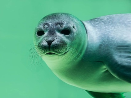 Young Harbor seal (Phoca vitulina) diving in water basin