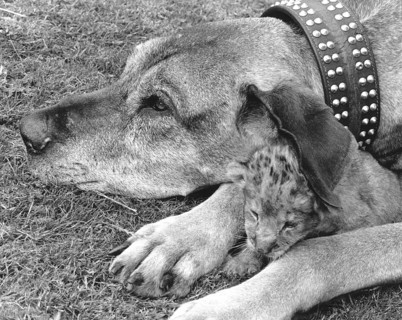 Dog and baby lion