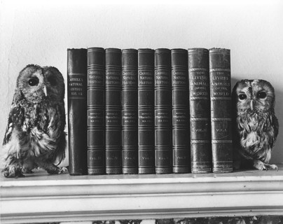 Two owls sitting on a bookshelf