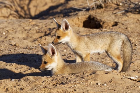 Cape foxes (Vulpes chama)
