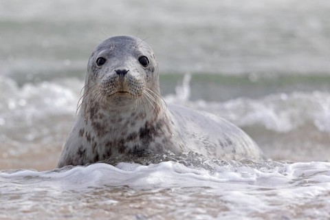 Grey seal (Halichoerus grypus) Young animal playing in the water
