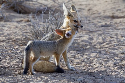 Cape foxes (Vulpes chama)