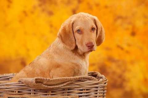 Chesapeake Bay Retriever