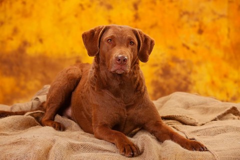 Chesapeake Bay Retriever