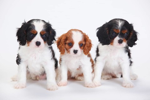 Cavalier King Charles Spaniel