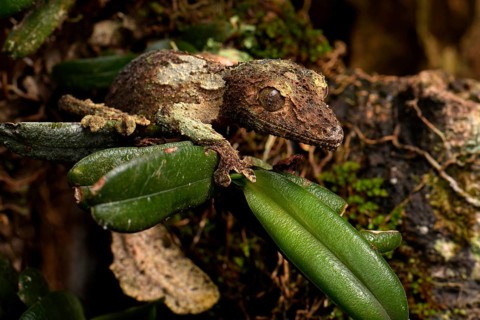 Mossy leaf-tailed gecko (Uroplatus sikorae) camouflaged on leaf