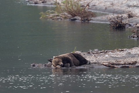 Sleeping Kamchatka brown bear (Ursus arctos beringianus)