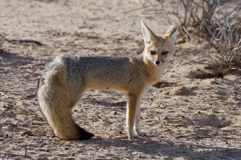Cape fox (Vulpes chama)