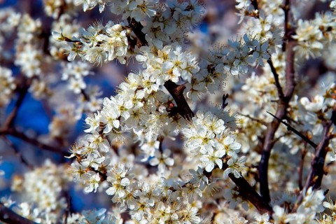 White blossoms