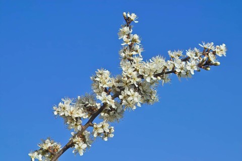White blossoms