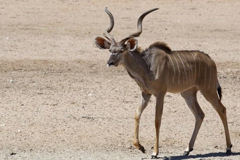 Greater kudu (Tragelaphus strepsiceros)