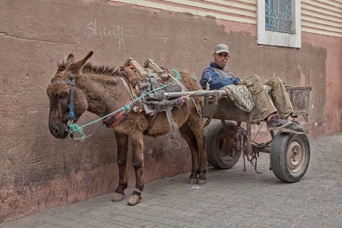 Man on donkey cart during a break