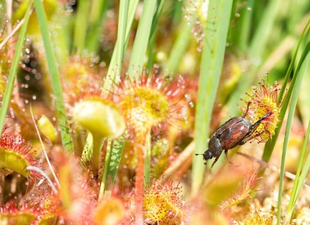 Common sundew (Drosera rotundifolia)