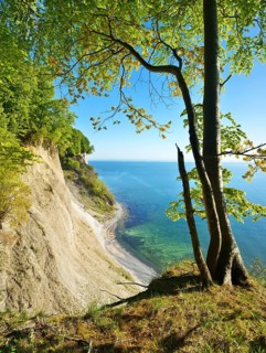 Maple tree at the edge of the cliffs