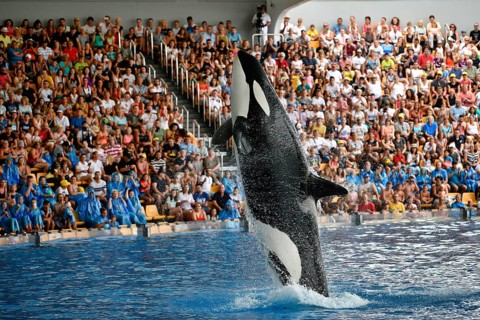 Killer whale (Orcinus orca) in jump