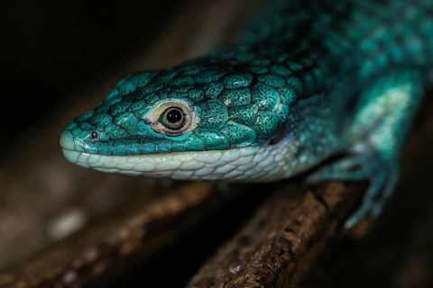 Abronia graminea (Abronia graminea) in Terrarium
