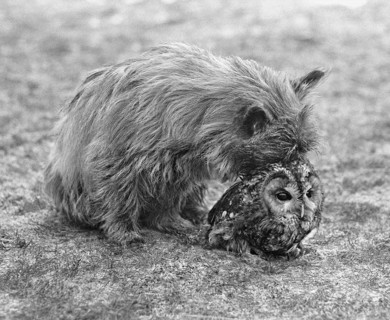 Dog with owl
