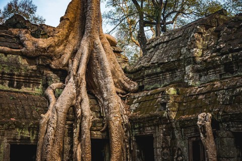 Huge roots of a tree (Tetrameles nudiflora) overgrowning ruins of Ta Prohm temple