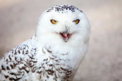 Snowy owl (Bubo scandiacus)